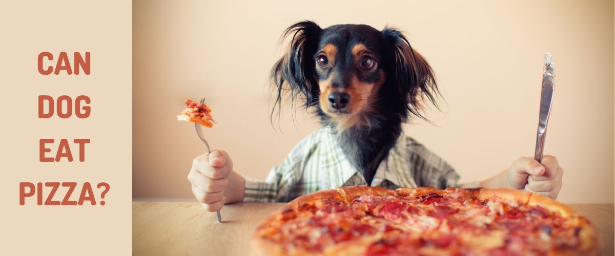 Can dogs eat pizza